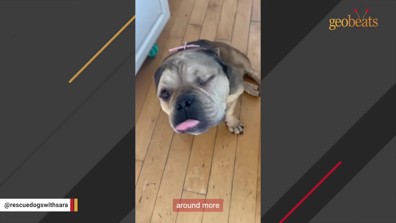 A close-up of a brown and black dog with a pink collar looking up at the camera and sticking its tongue out on a wooden floor.