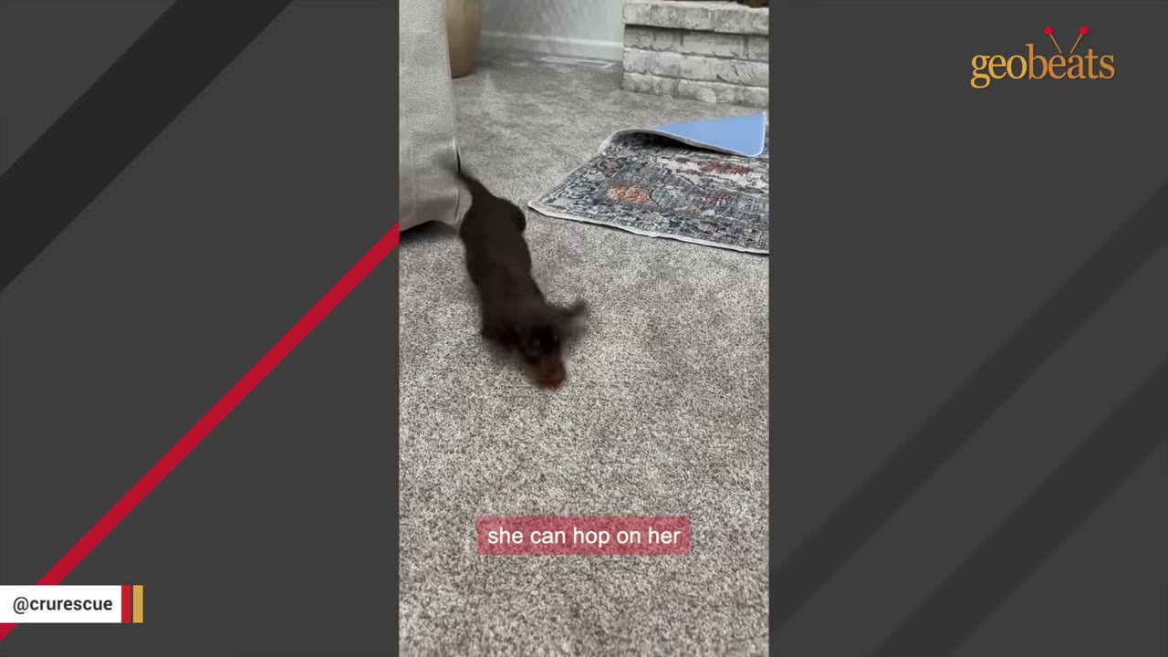 A small brown puppy hopping across a grey carpeted floor.