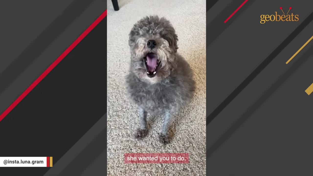 A small, fluffy grey dog sits on a carpeted floor with its mouth wide open, appearing to howl or yawn.