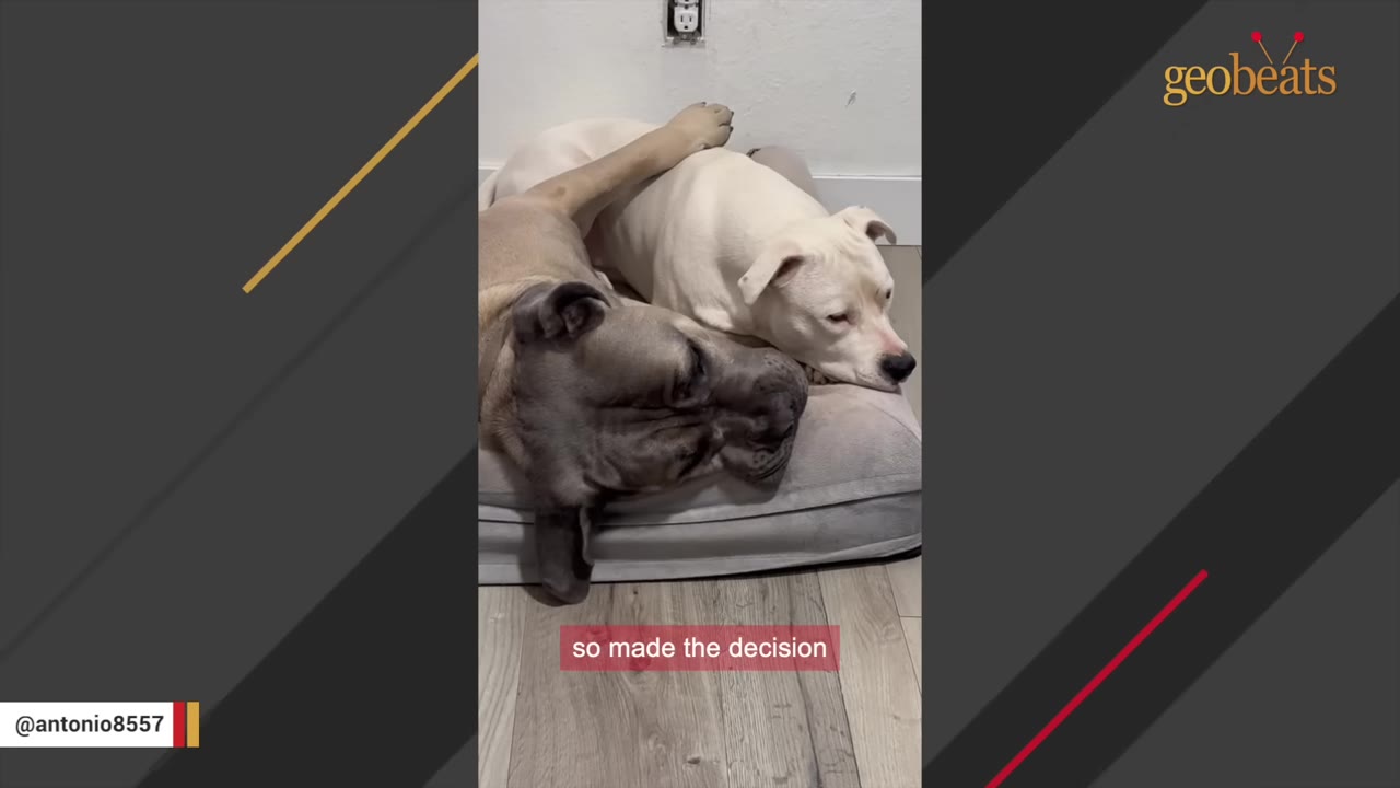 A large grey dog and a white dog cuddle together on a grey dog bed, with the grey dog resting its leg over the white dog.