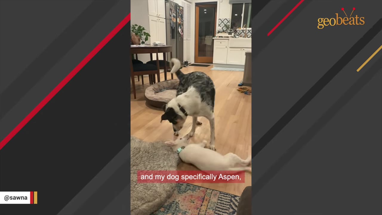 A small white puppy lies on its back on a wooden floor, playing with a larger black and white dog standing over it inside a home.