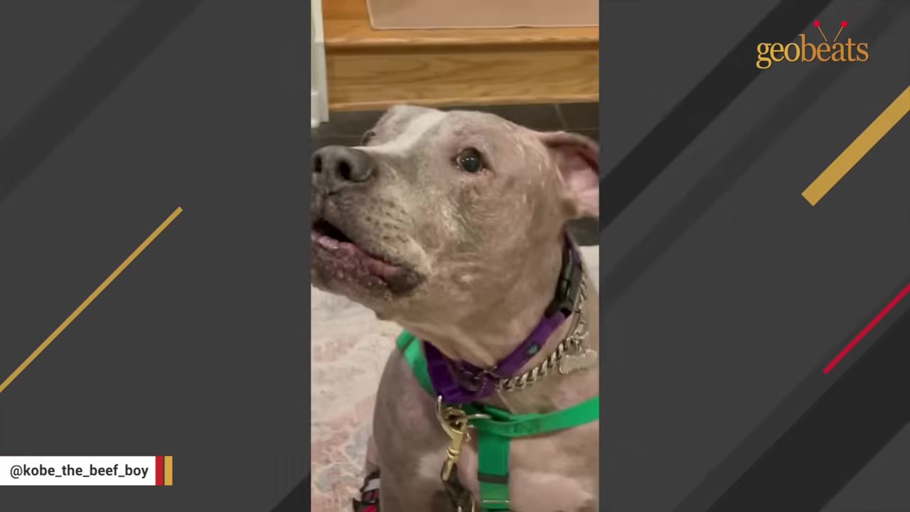 A close-up shot of a grey pit bull looking up and vocalizing with his mouth slightly open.