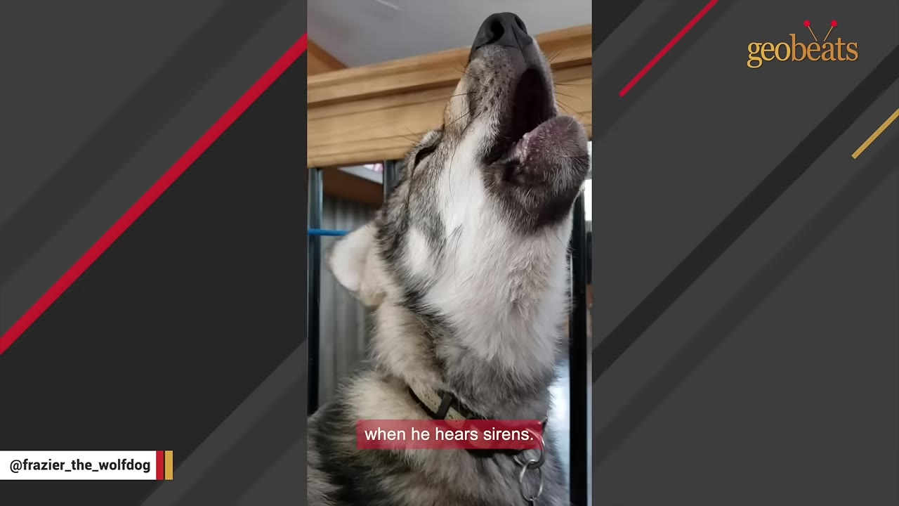 A close-up shot of Frazier the wolfdog tilting his head back with his mouth wide open as he howls.