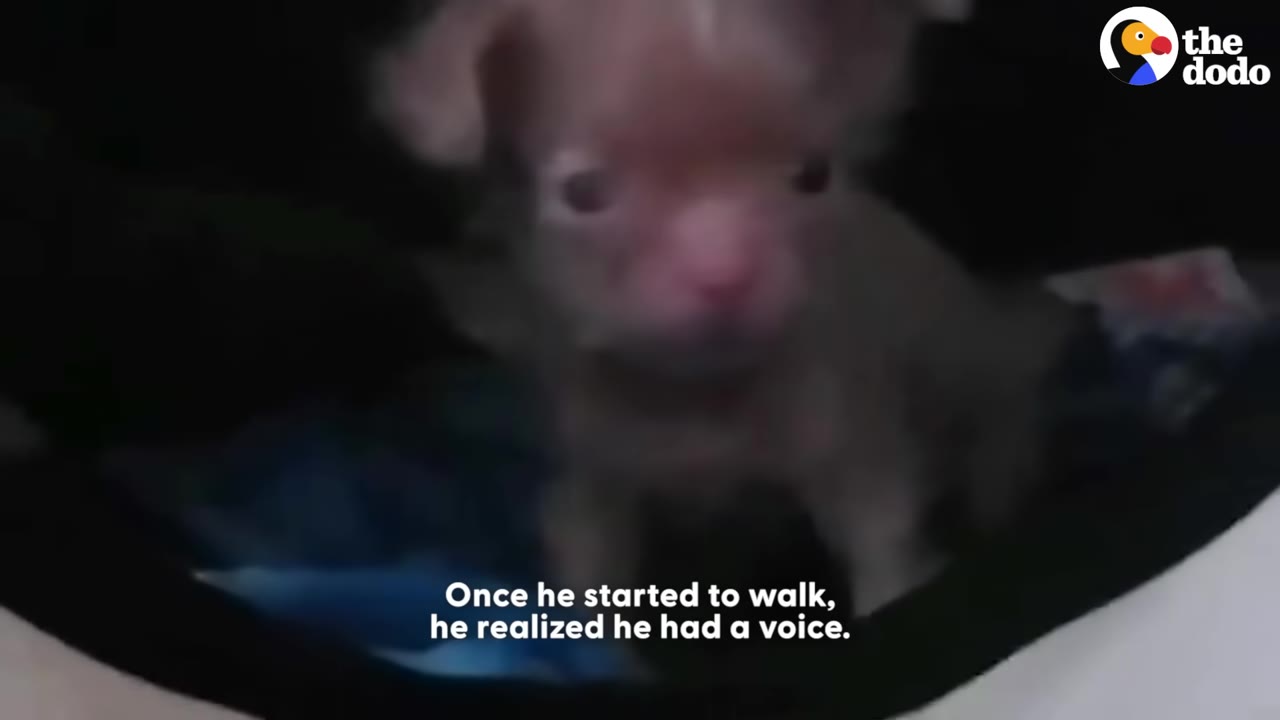 A close-up of a tiny brown puppy looking forward with its eyes wide open.