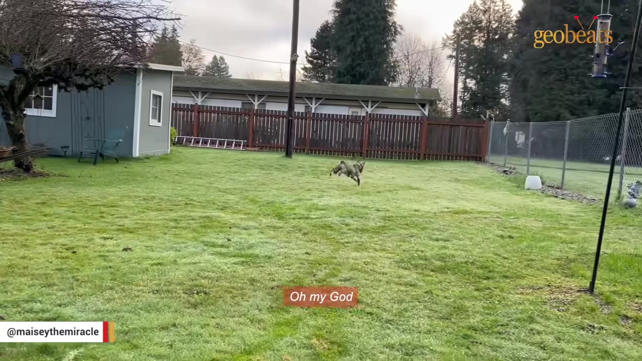 A grey dog joyfully runs and leaps across a large green grassy backyard.