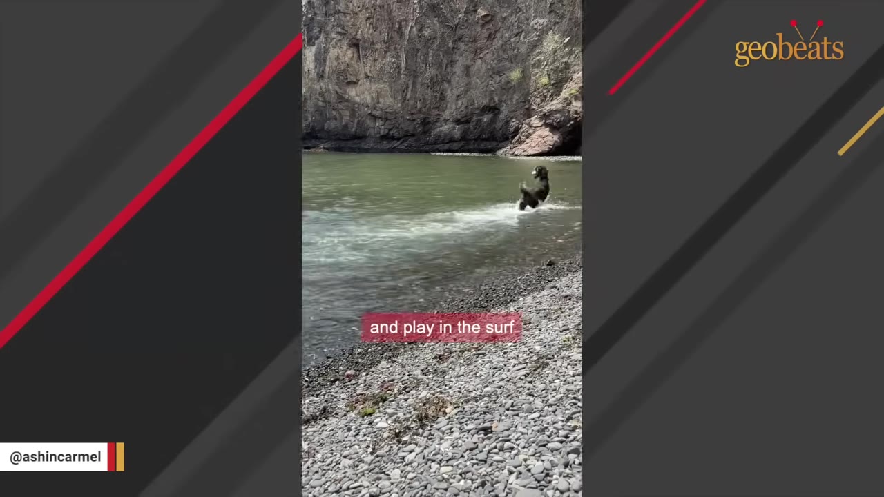 A black dog runs and plays in the shallow surf of a rocky beach with cliffs in the background.