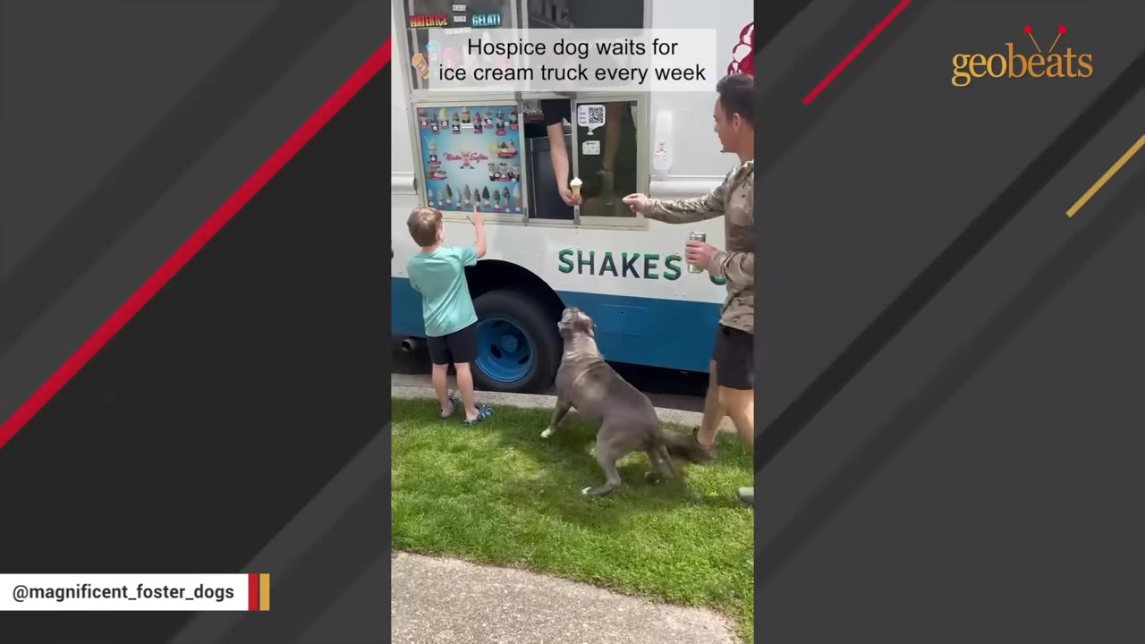 A gray dog stands on the grass looking up at an ice cream truck window next to a young boy pointing at the menu and a man waiting for an ice cream cone.