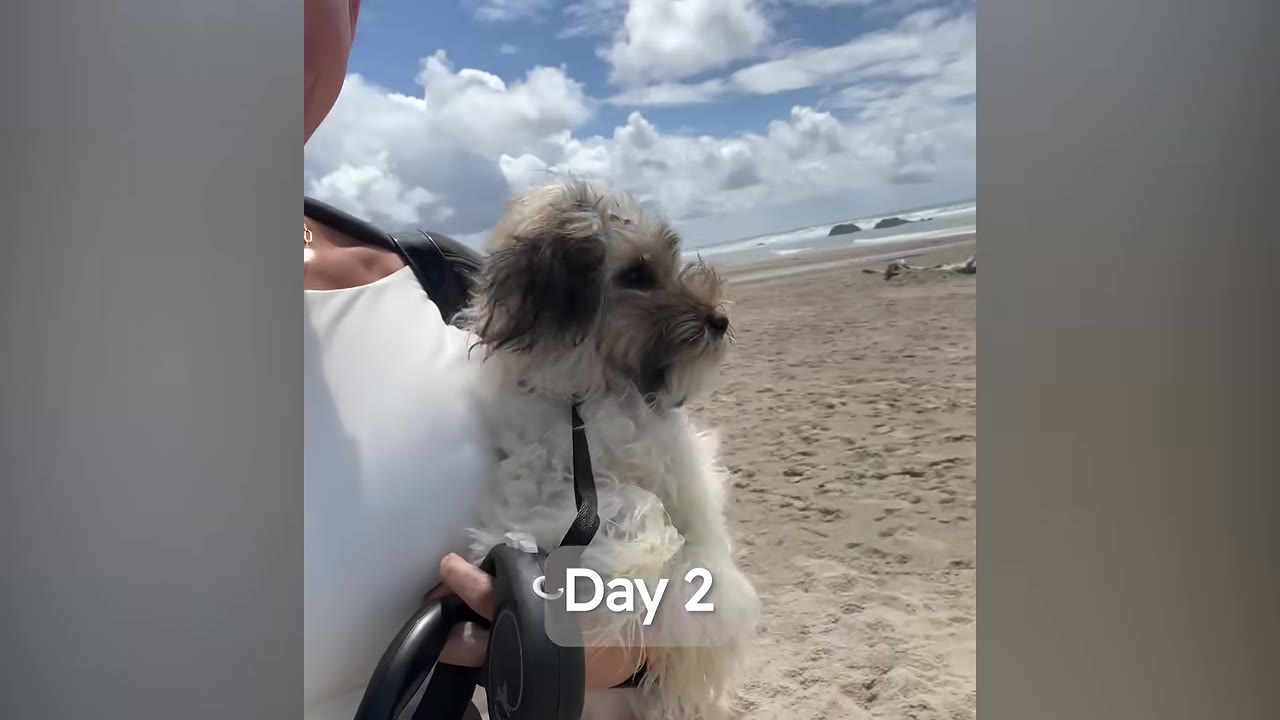 A small fluffy dog is held in a person's arms on a wide sandy beach with the ocean and a cloudy sky in the background.