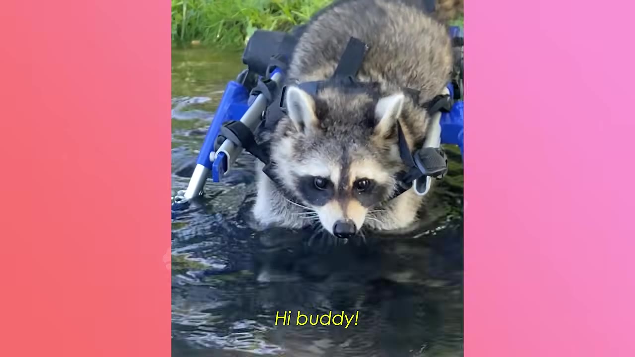 A raccoon wearing a blue custom wheelchair walks through shallow water, looking directly at the camera.