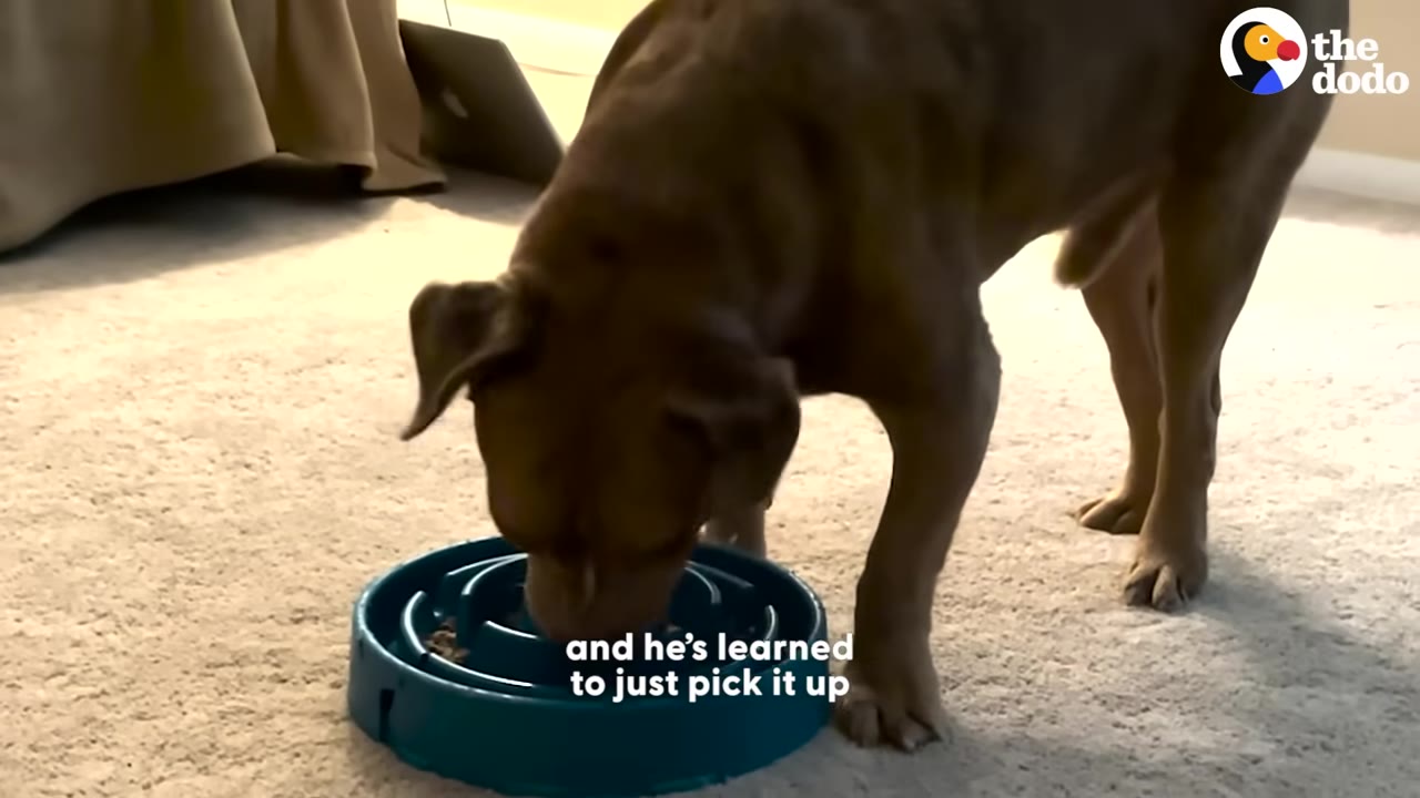 A brown dog stands over a blue slow-feeder bowl on a carpeted floor, lowering its head to eat.