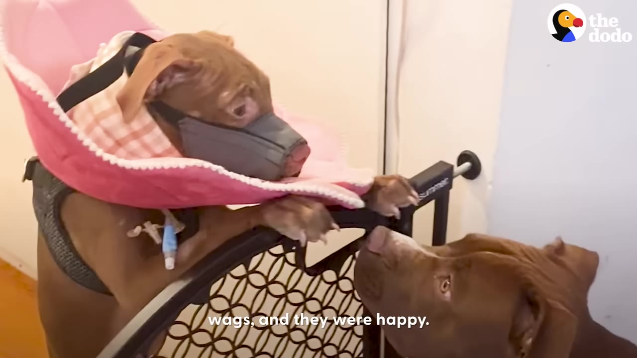 A brown dog wearing a muzzle and a pink recovery collar leans over a black pet gate to look at another brown dog on the other side.
