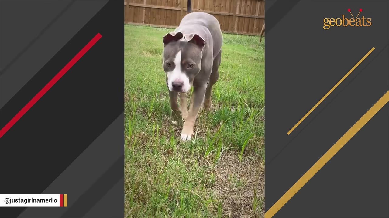 A gray and white pit bull dog with floppy ears walks confidently forward across a grassy yard.