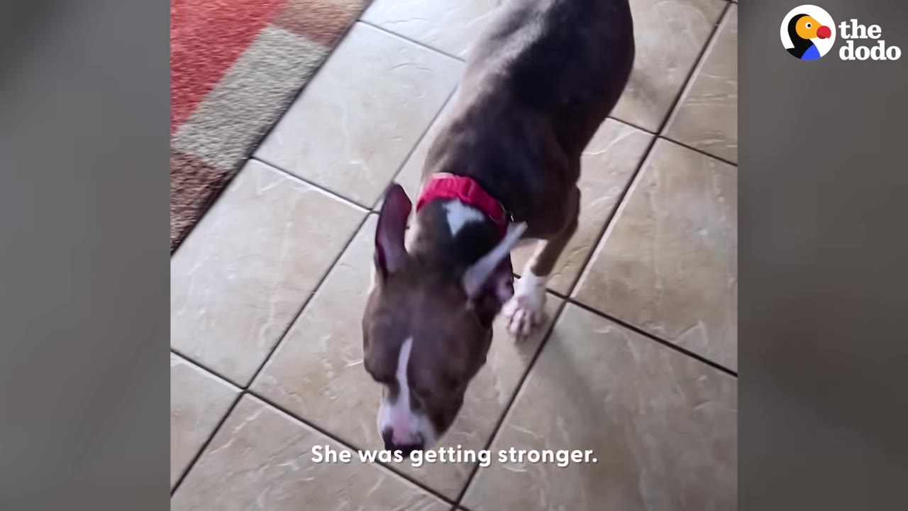 A brown and white dog with a red collar stands on a tiled floor, with the text 'She was getting stronger.' overlaid at the bottom.