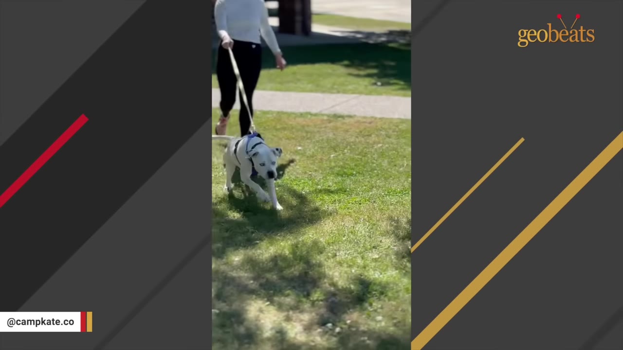 A woman walking a white dog with black spots and blue eyes on a leash across a grassy lawn.