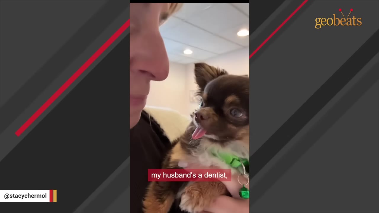 A close-up shot of a small brown and black Chihuahua dog with its tongue slightly out, being held by a person in what appears to be an office setting.