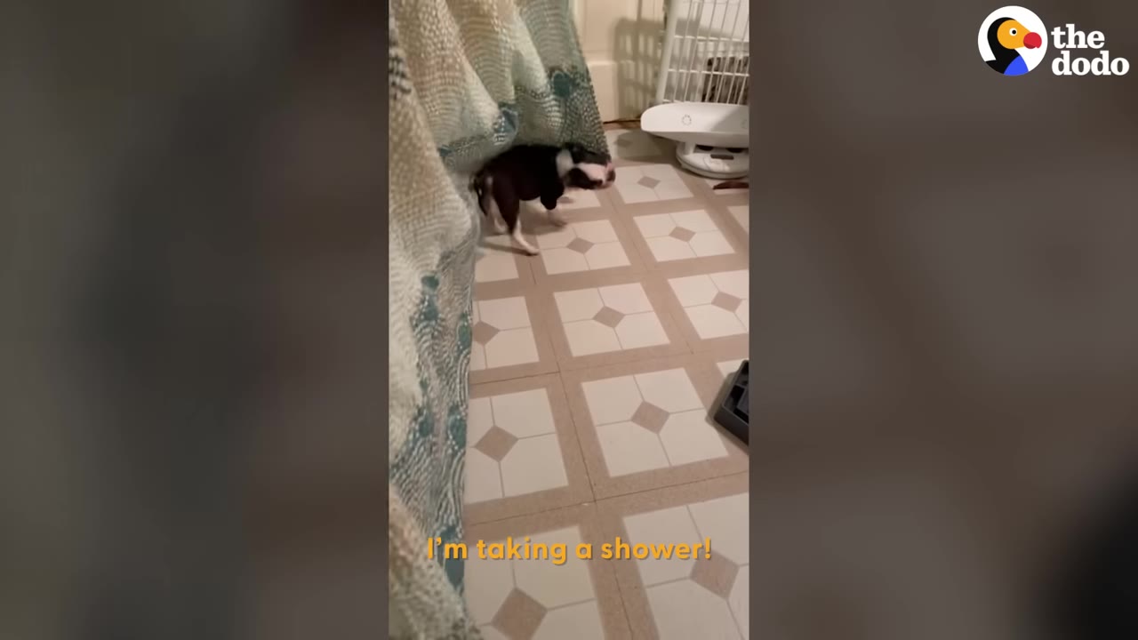 A small black and white dog peeks its head out from behind a patterned shower curtain onto a tiled bathroom floor.