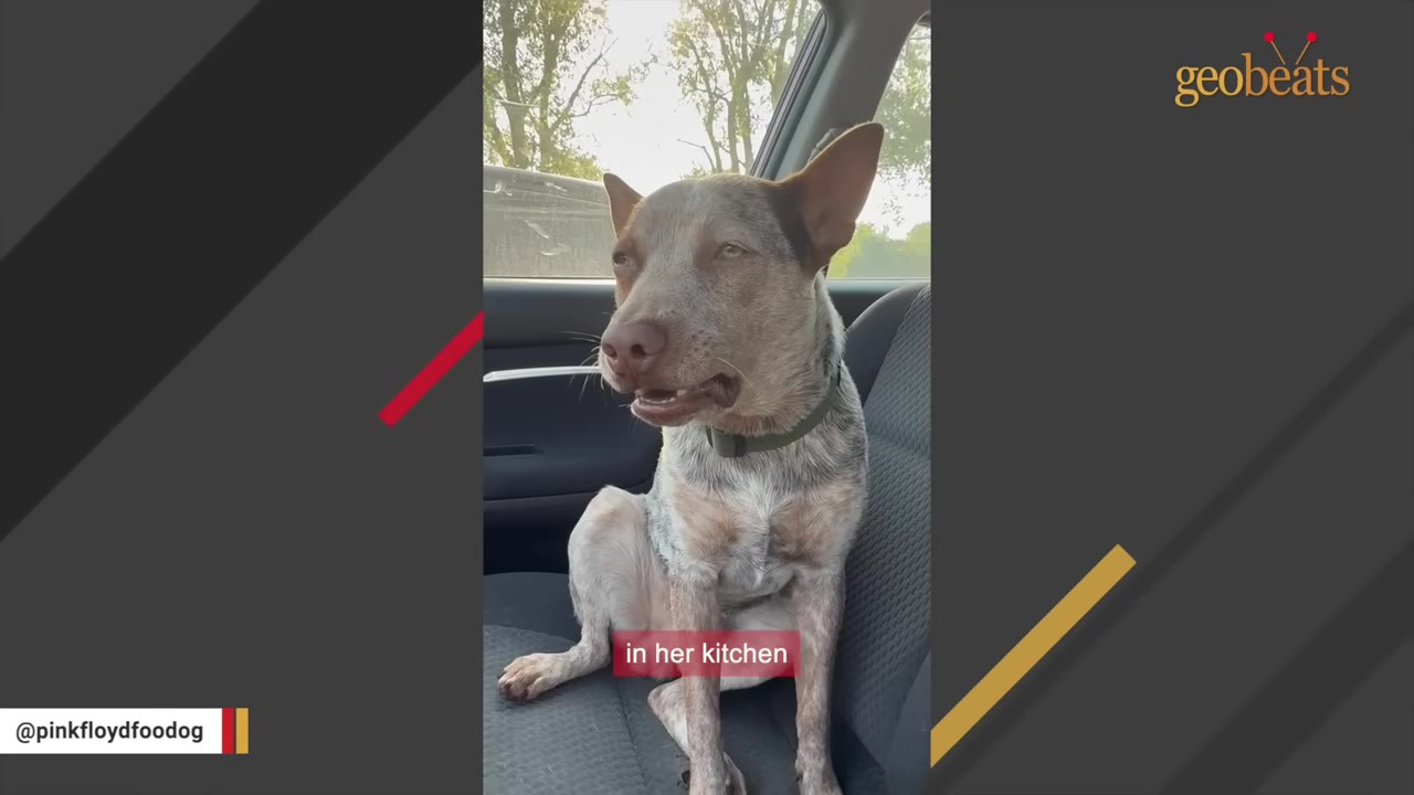 A brown and white speckled dog sitting upright on a grey car seat, looking forward with ears perked.