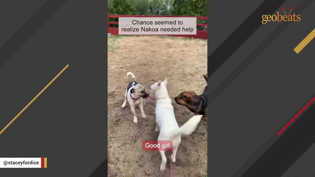 A white dog, a black and white dog, and a brown dog interact closely in a dirt yard.