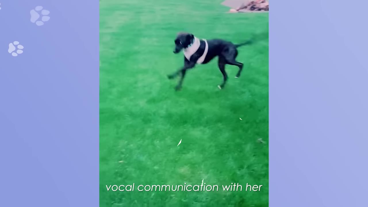 A black dog wearing a white harness runs across a green lawn, with the text 'vocal communication with her' displayed at the bottom.