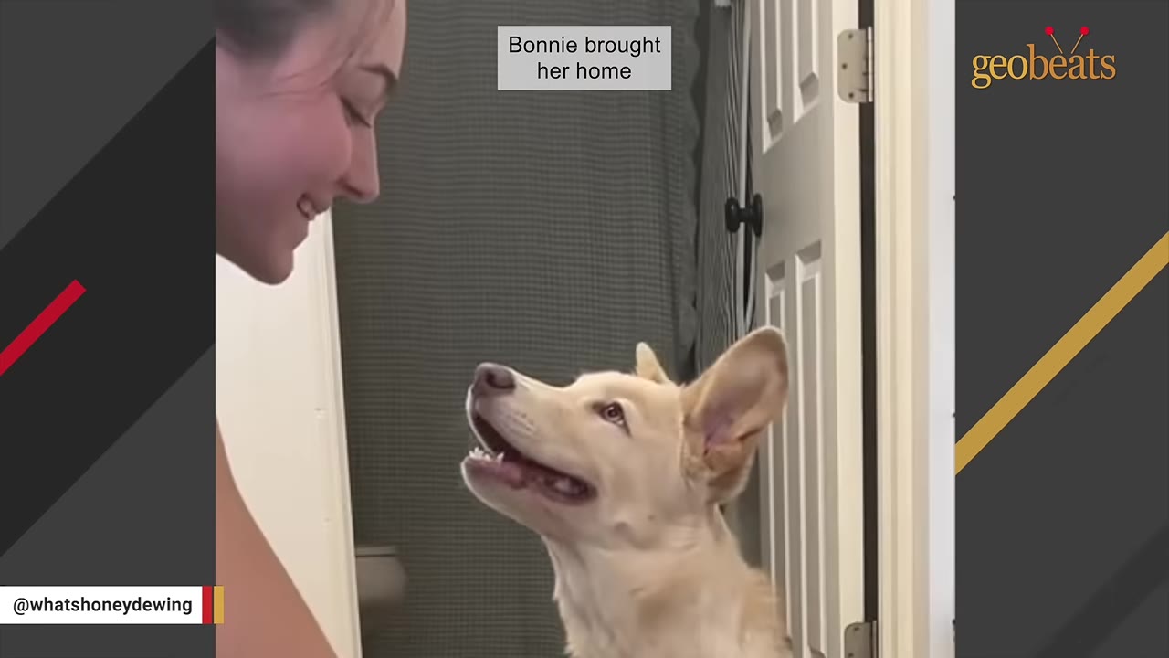 A smiling young woman looks down lovingly at a light-colored dog with large ears looking up at her inside a home.