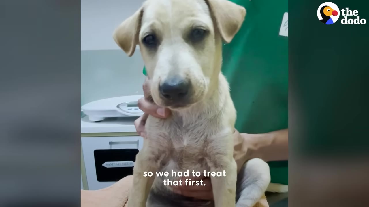 A light brown puppy is held gently by a person wearing green scrubs in a clinic setting.