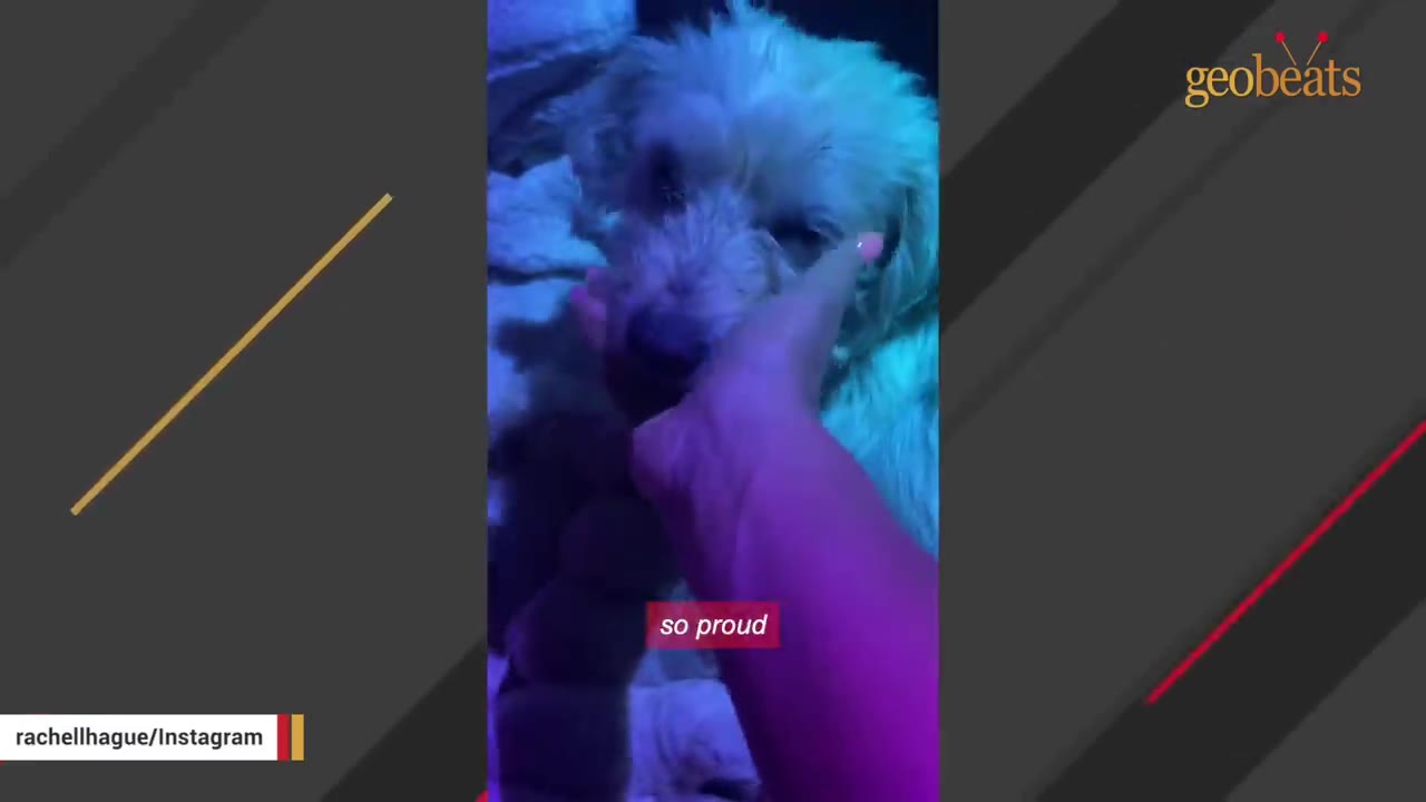 A close-up shot of a person's hand gently petting a small, light-colored dog under blue and purple lighting.