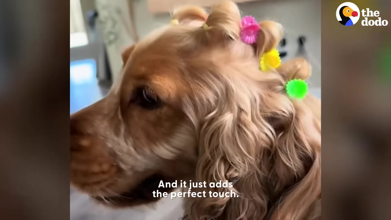 A golden cocker spaniel in profile with its long ear hair styled in small buns secured by colorful pink, yellow, and green hair clips.