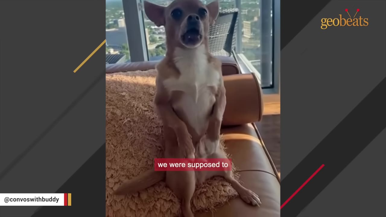 A small tan and white Chihuahua sits upright on a brown leather couch, looking directly at the camera with its mouth open as if vocalizing.