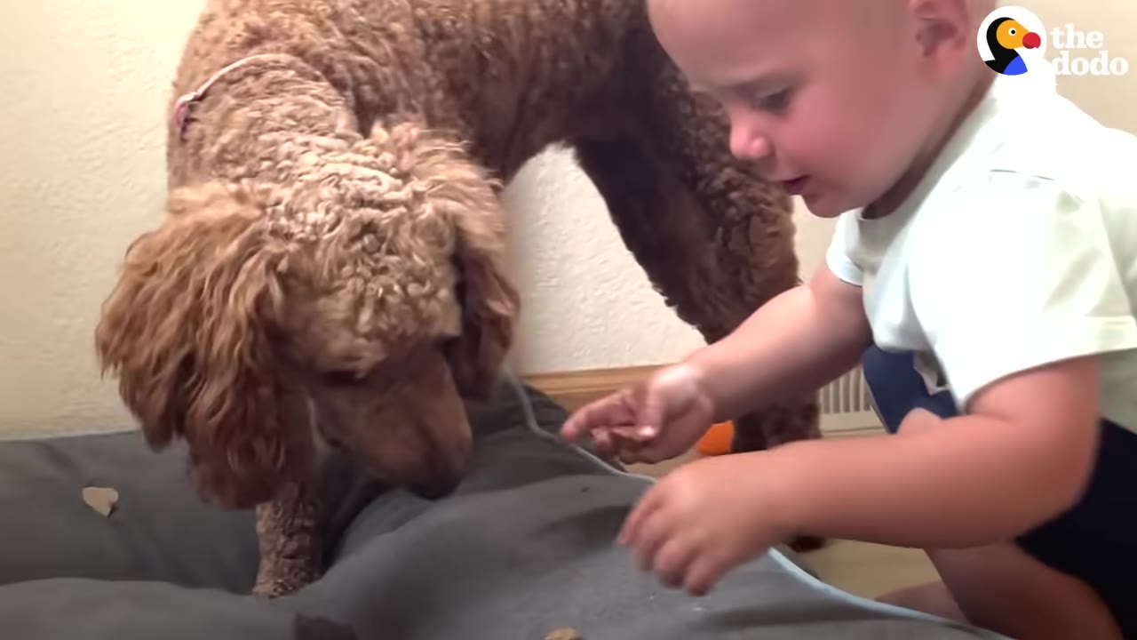 A fluffy brown dog stands on a grey pet bed next to a young toddler who is reaching out with their hands.