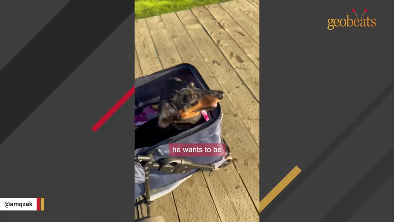 A black and tan dachshund sitting inside a blue stroller on a wooden deck, looking forward.