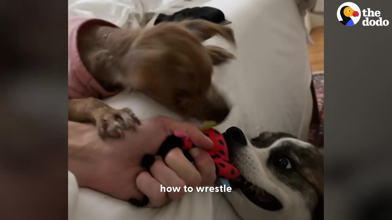 A small brown dog wearing a pink shirt and a fluffy black and white dog play with a red toy held by a person's hand.