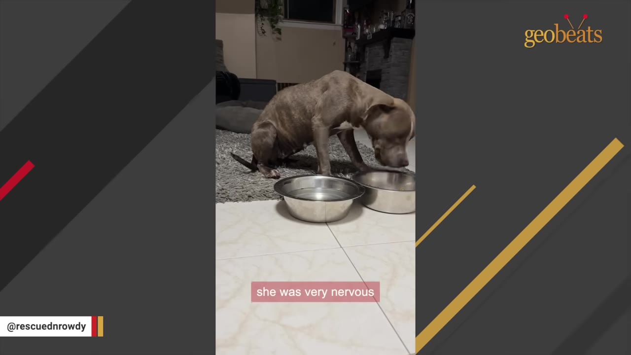 A thin brindle dog crouches nervously on a grey rug indoors, looking down at two metal bowls on the tiled floor.