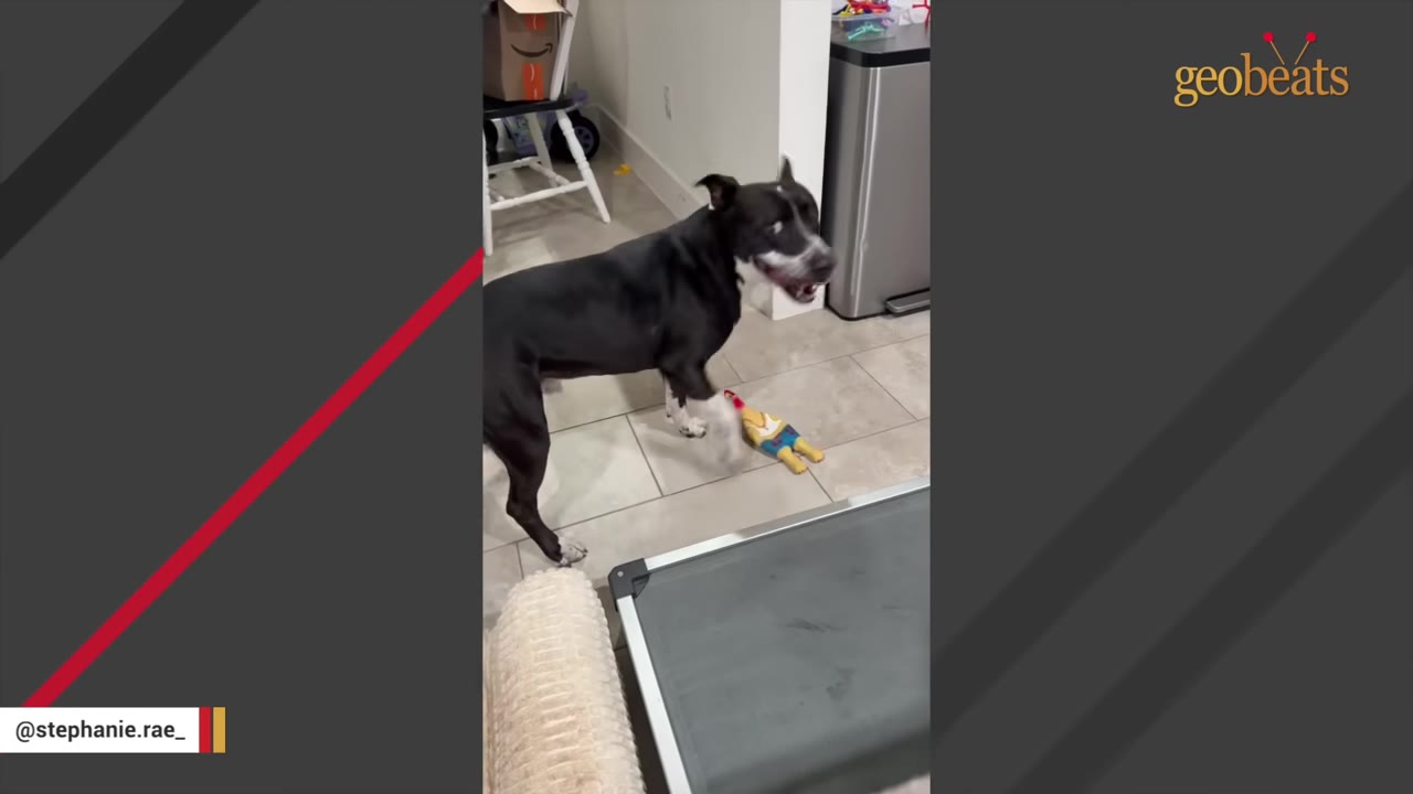 A black and white dog stands on a tiled floor inside a house, looking down curiously at a small toy on the ground.