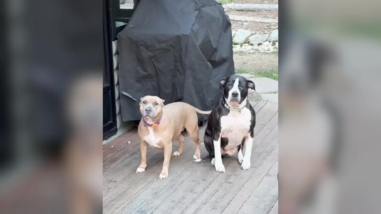 Two Missouri Pit Bulls Couldn’t Be More Different Around Foster Puppies, And That’s What Makes It Work