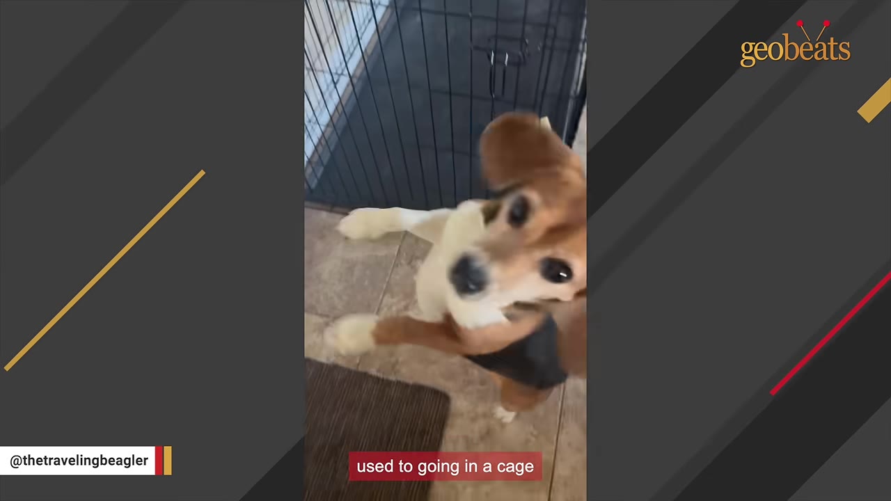 A beagle stands on its hind legs in front of an open wire dog crate, looking up at the camera.
