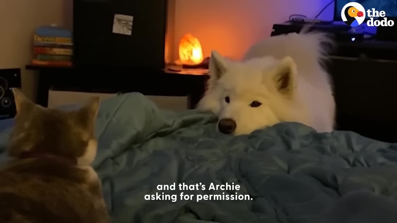 A fluffy white Samoyed dog rests his chin gently on a blue blanket, looking softly at a cat sitting nearby.