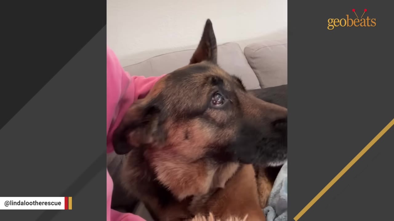 A close-up of a German Shepherd dog looking up with wide, nervous eyes while being petted by a person wearing a pink long-sleeve shirt indoors.