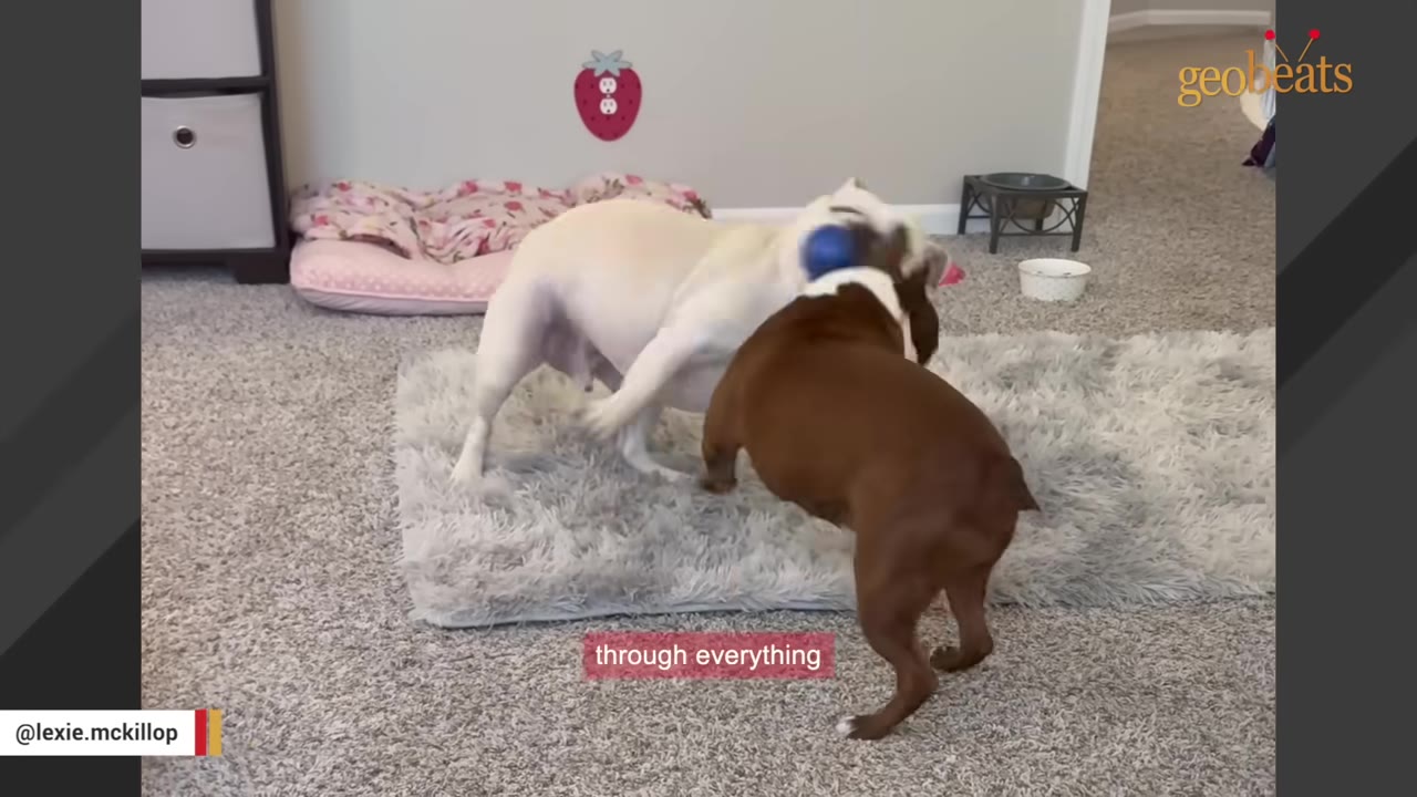 A white dog and a brown dog play together on a grey rug indoors.