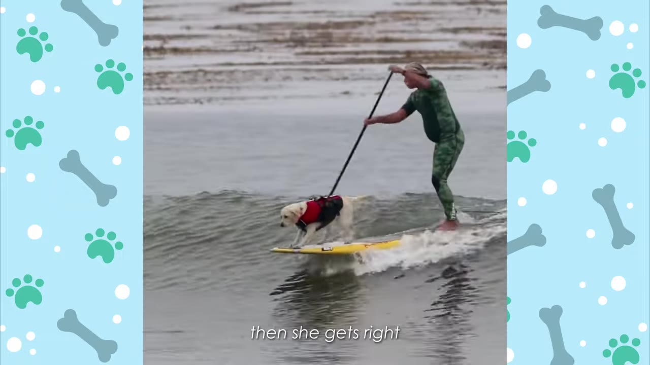 A dog wearing a red life vest stands on the front of a yellow surfboard while a person in a green wetsuit paddles behind them on an ocean wave.