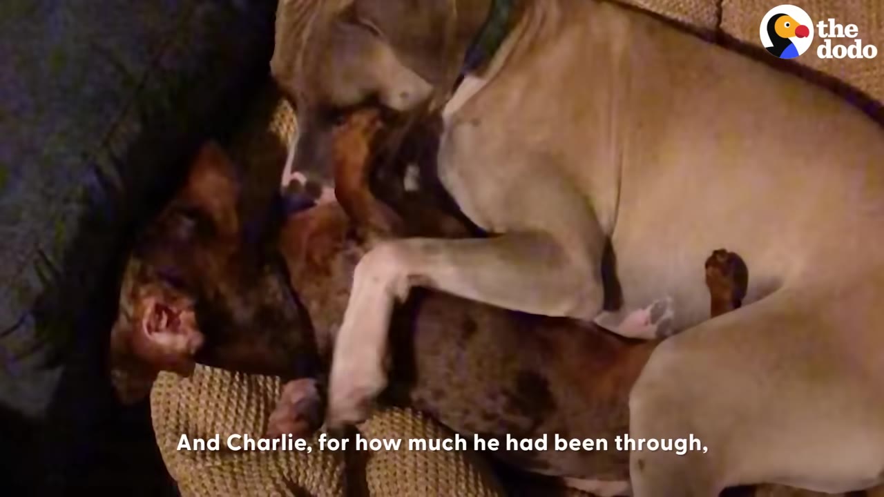 A tan dog and a brindle dog play-wrestling together on a couch.