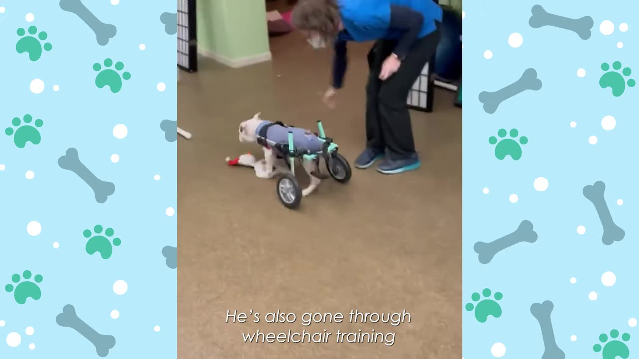 A small white dog wearing a blue vest is supported by a two-wheeled cart as a physical therapist in blue scrubs guides him on an indoor floor.