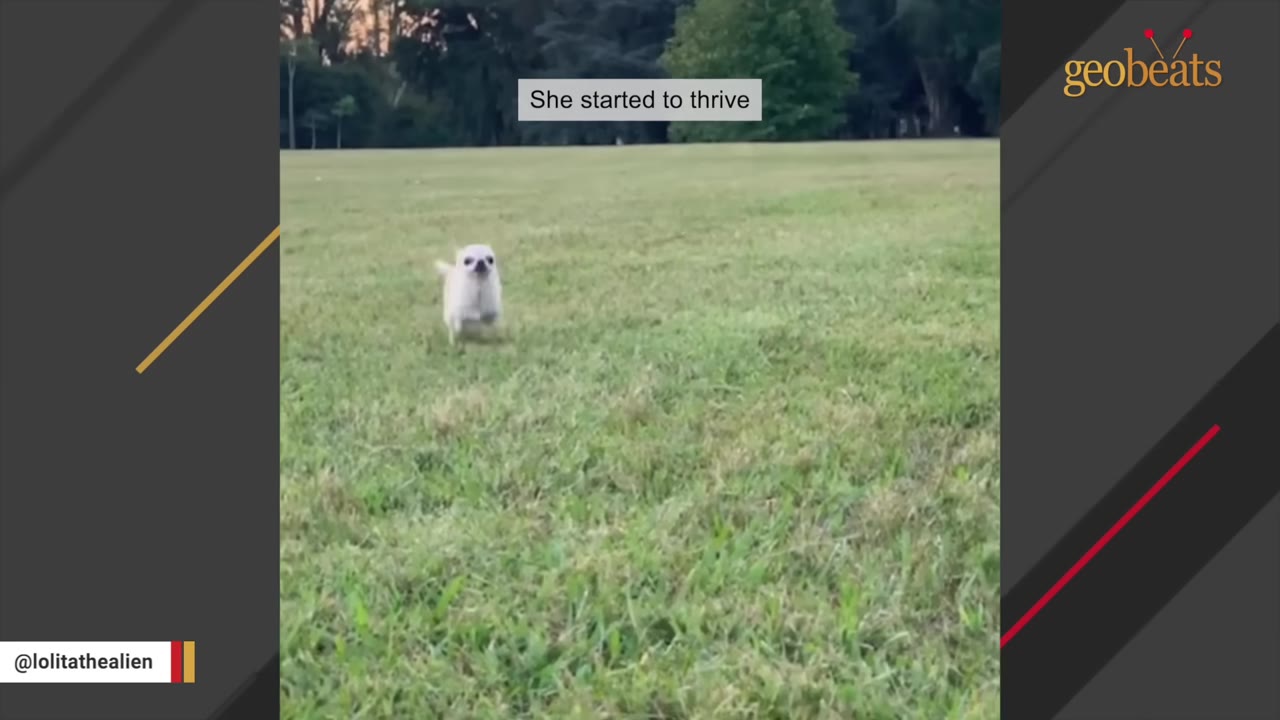 A tiny white chihuahua runs happily across a wide green grassy field under a soft sky.