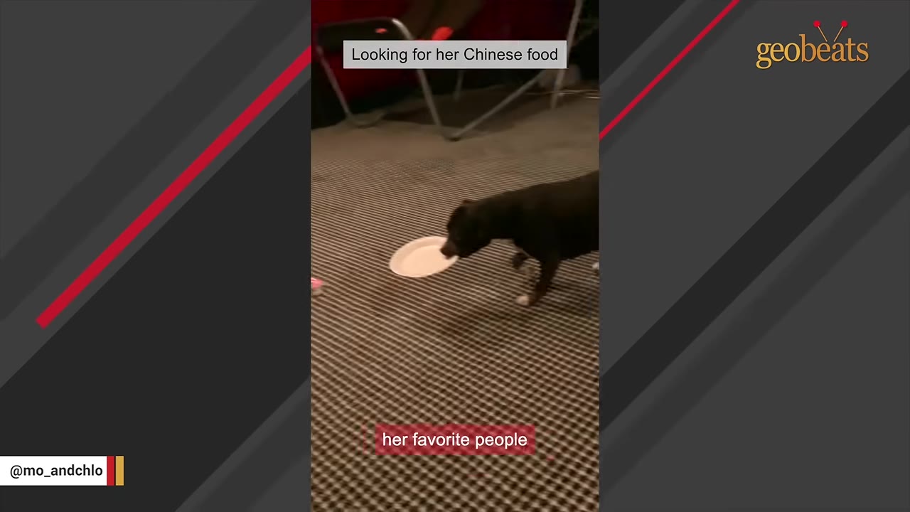 A black dog walks across a patterned carpeted floor toward a white paper plate.