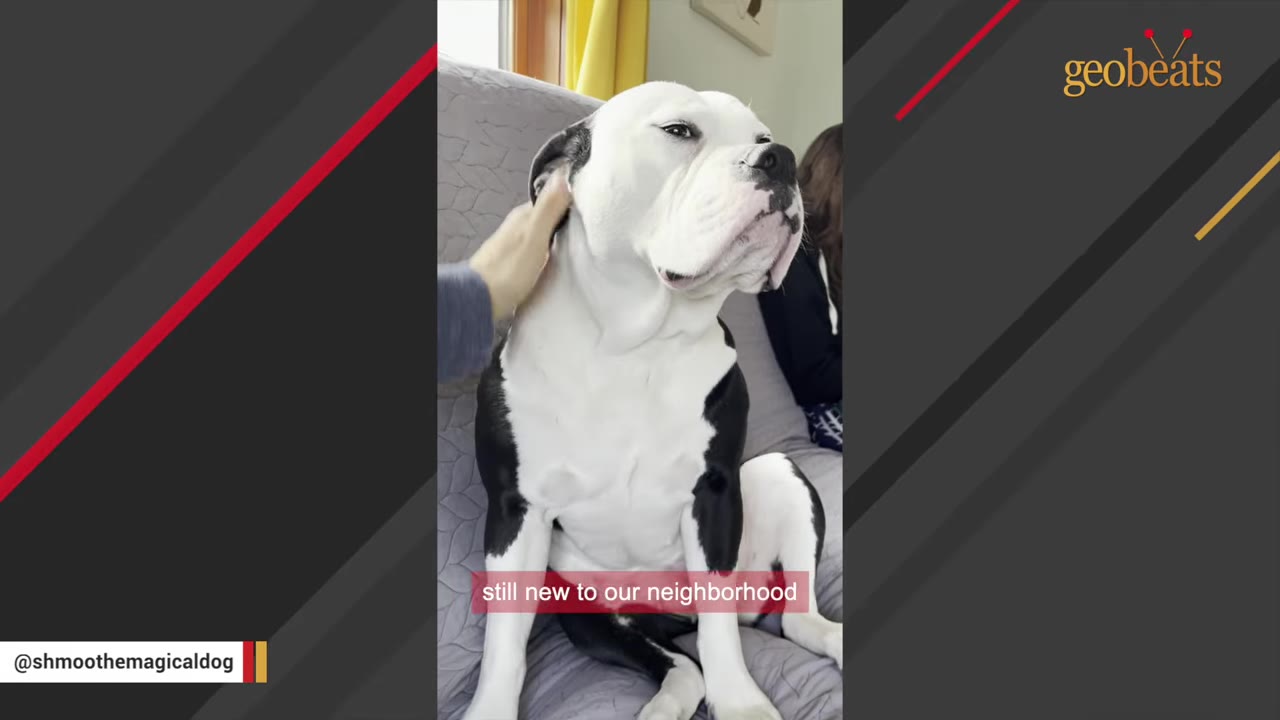 A black and white dog sits on a grey couch while a person's hand gently pets the side of its head.
