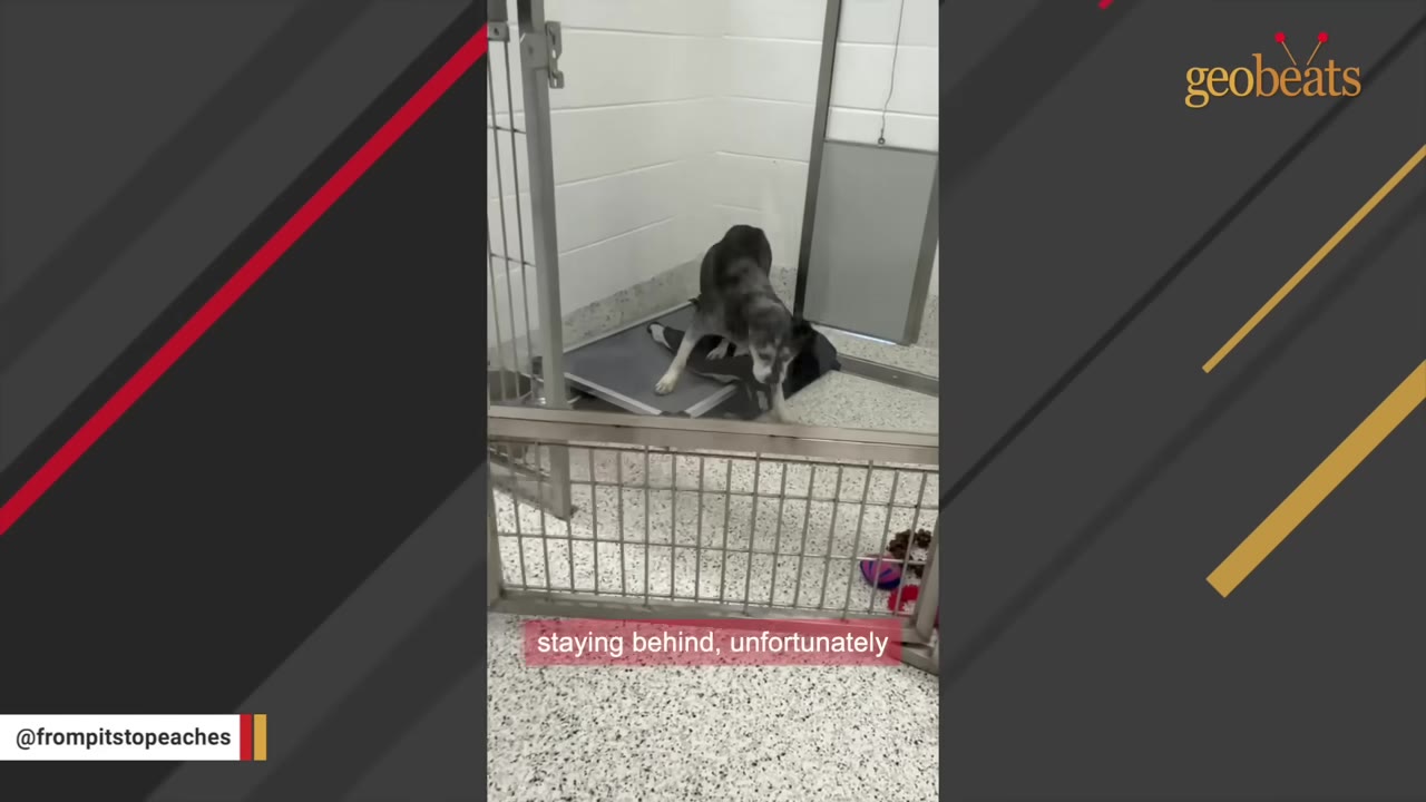 A dog stands alone inside a metal-fenced shelter kennel with a dog bed.