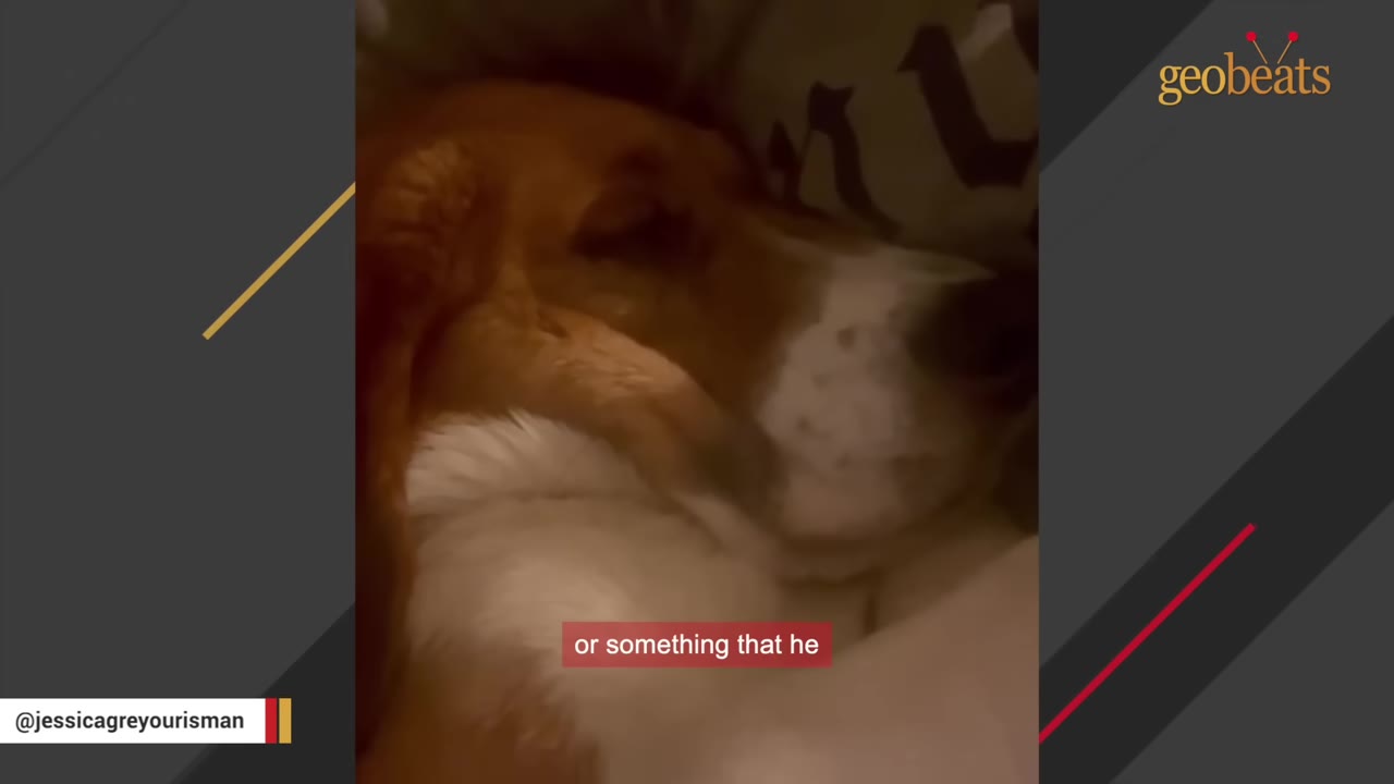 A close-up shot of a brown and white beagle resting its head on a soft surface, appearing to sleep or nurse on a blanket.