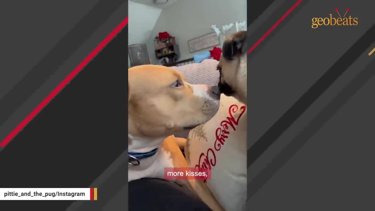 A close-up shot of a tan and white pit bull-type dog gently touching noses with a pug indoors.