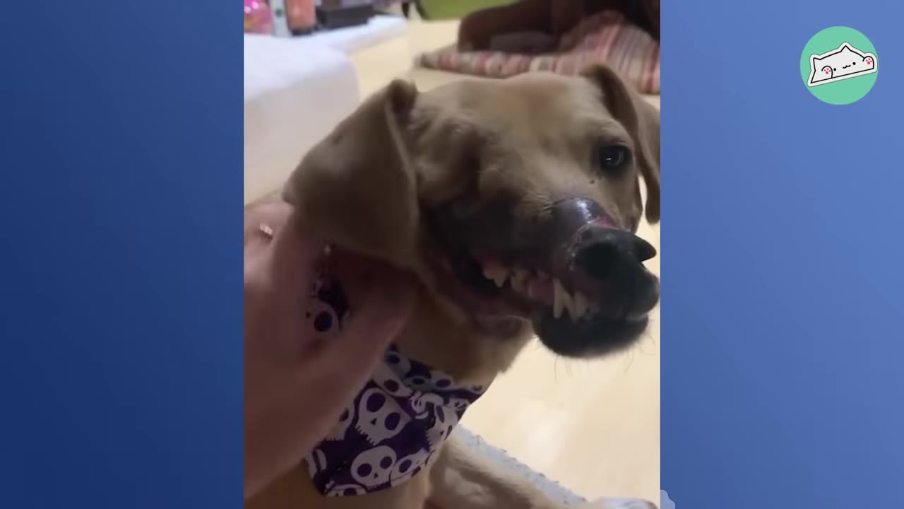 A close-up of a light brown dog named Haddie, who is missing her right eye and has a scarred snout, being gently petted by a person's hand.