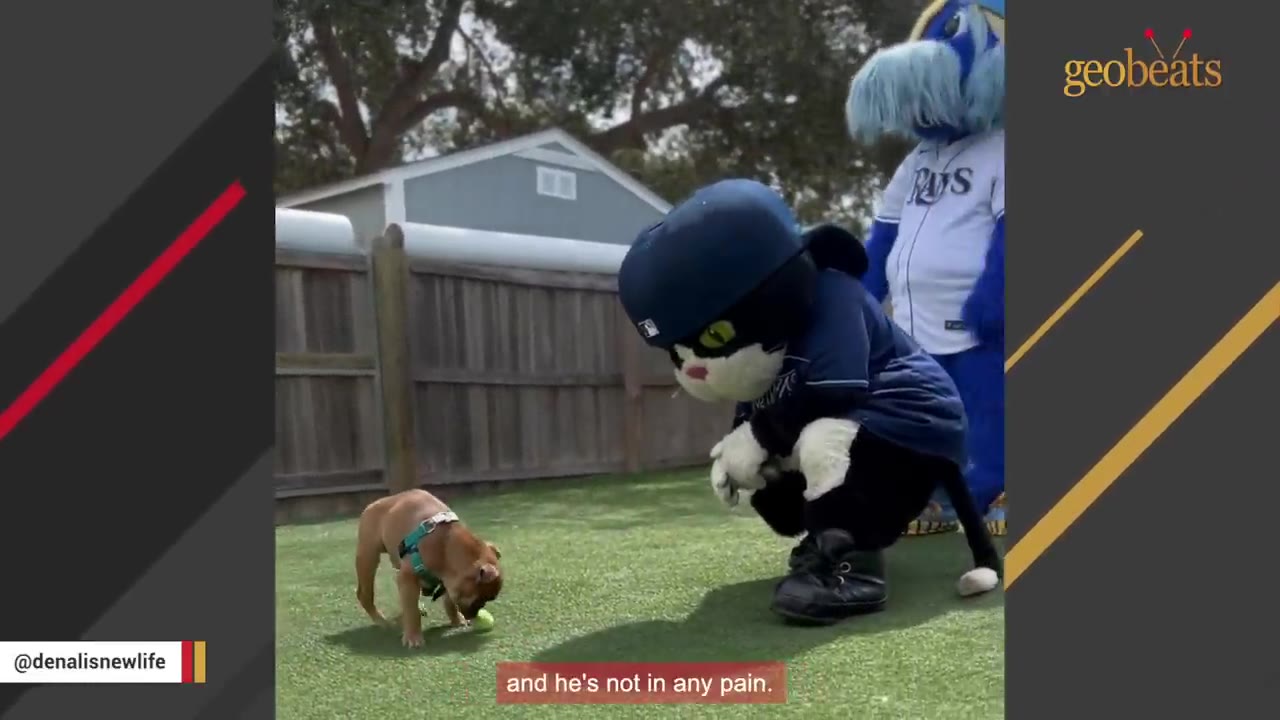A small brown dog wearing a green harness plays with a tennis ball on a grassy lawn while a person in a black cat mascot costume crouches nearby.