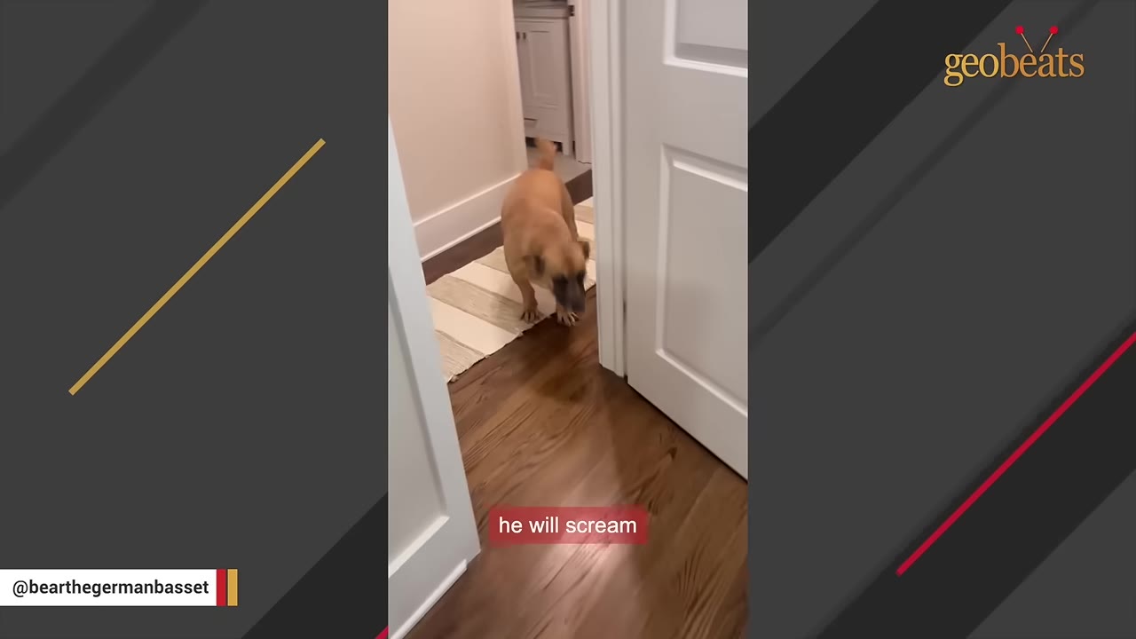 A tan dog stands on a wooden floor in a hallway inside a home.